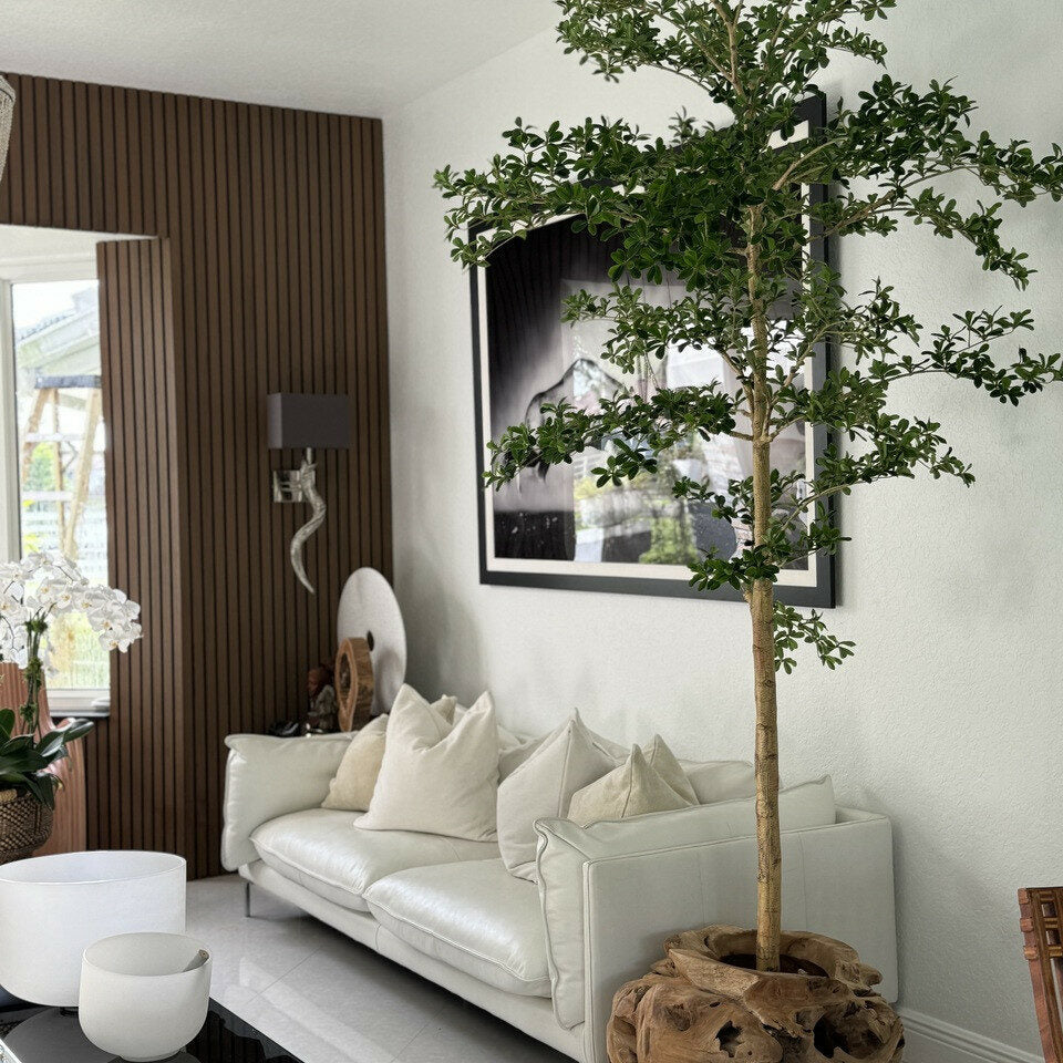 One of a Kind Teak Hand Carved Planter with 7′ Shady Lady Tree