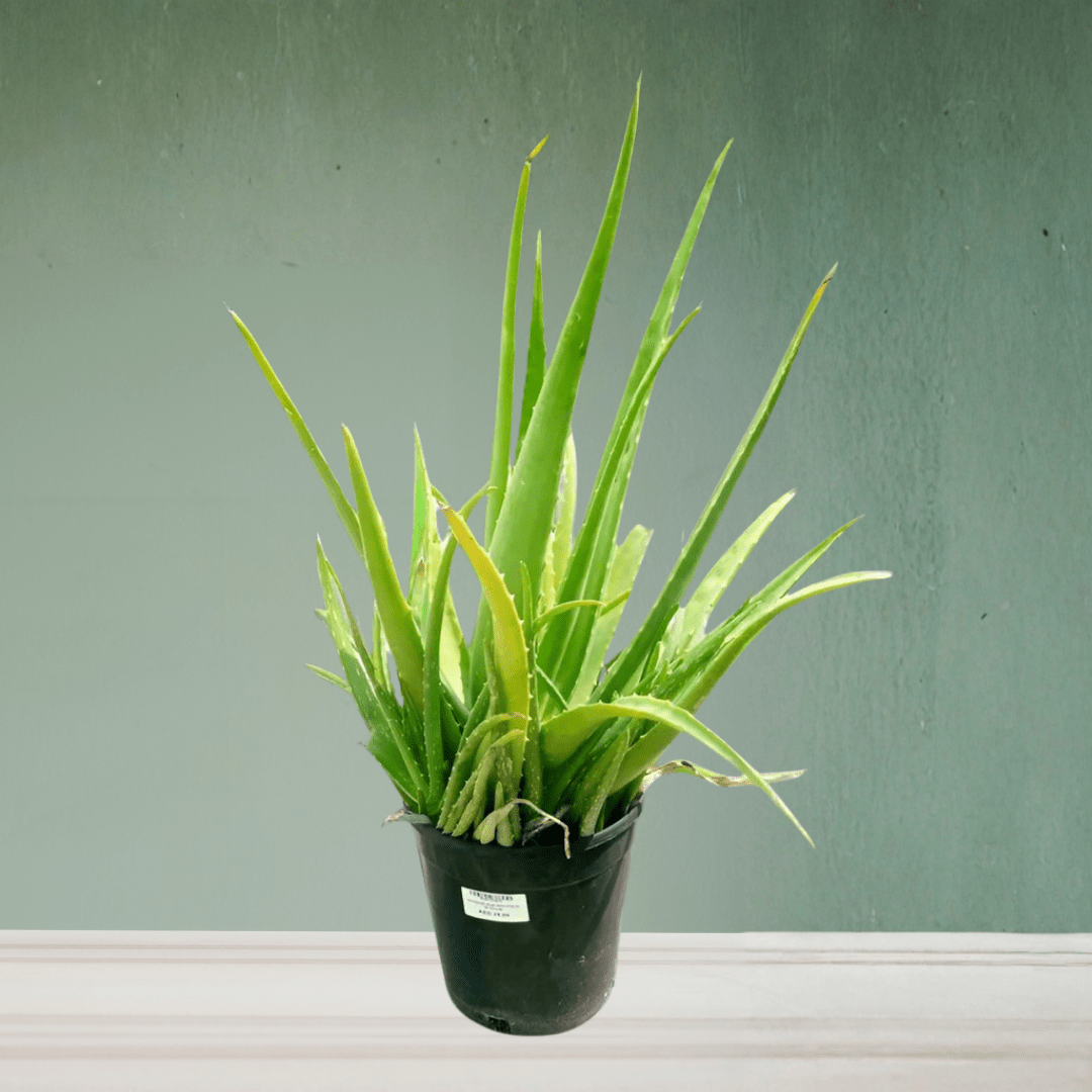 Aloe Vera, 50 - 60 cm - Theleafylab