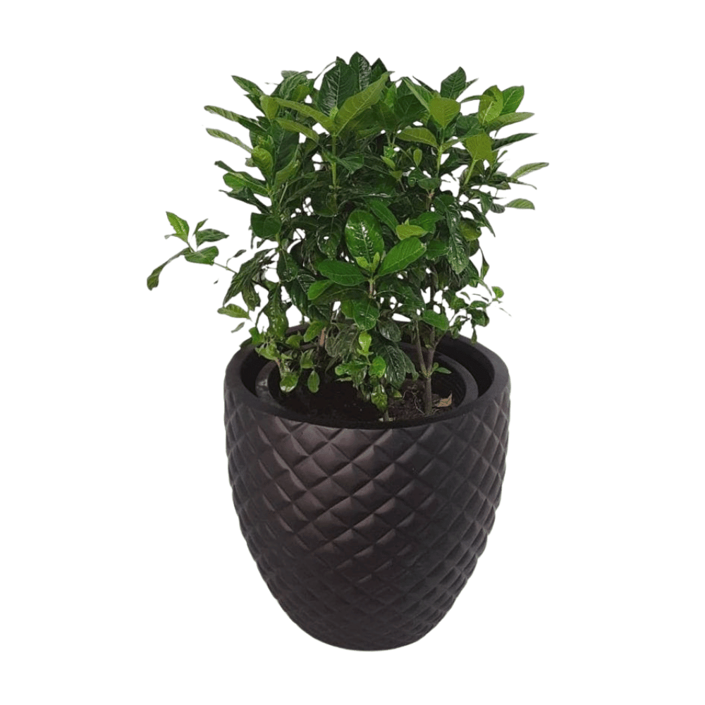 Black Poly Pot (Fiberglass) | 4 Sizes (Copy) - Theleafylab