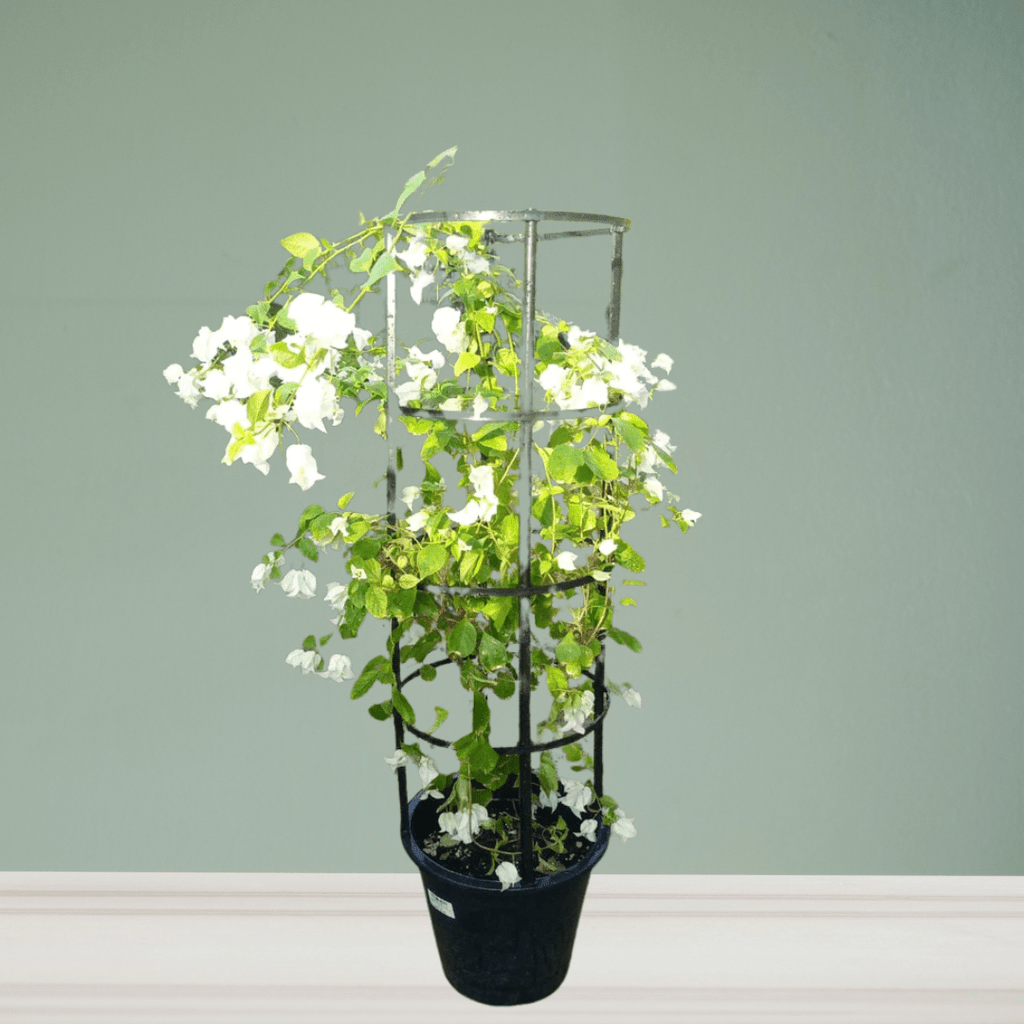 Bougainvillea - Theleafylab