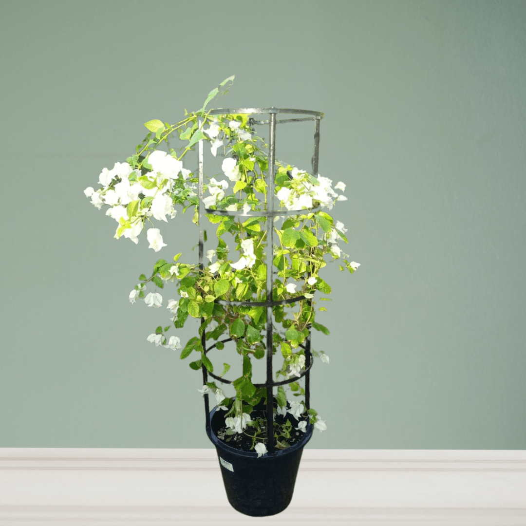 Bougainvillea - Theleafylab