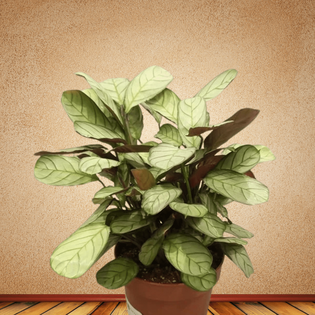 Calathea, 50 - 60 cm - Theleafylab