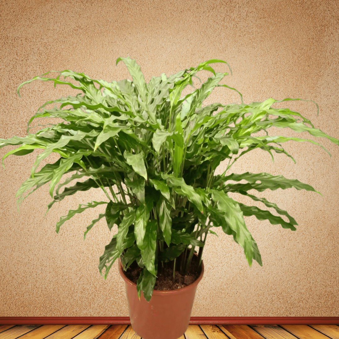 Calathea, 50 - 60 cm - Theleafylab