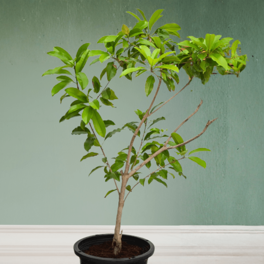 Chickoo Tree, 1 - 1.2m - Theleafylab