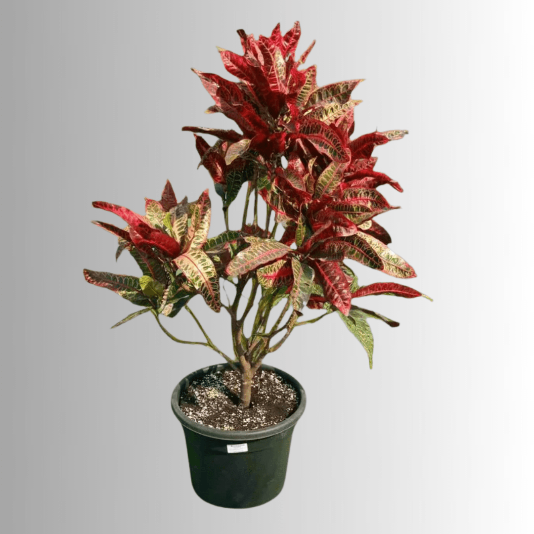 Croton - Theleafylab