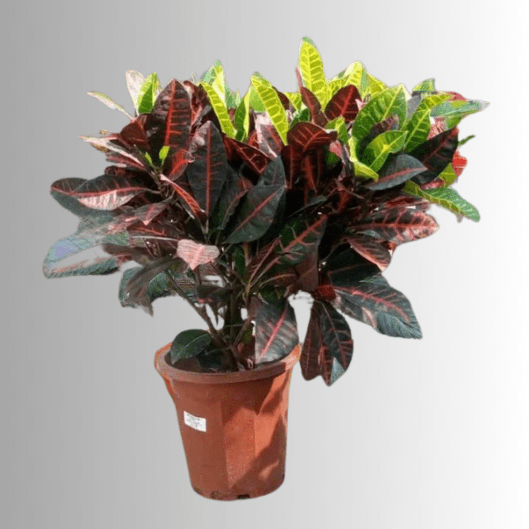 Croton - Theleafylab