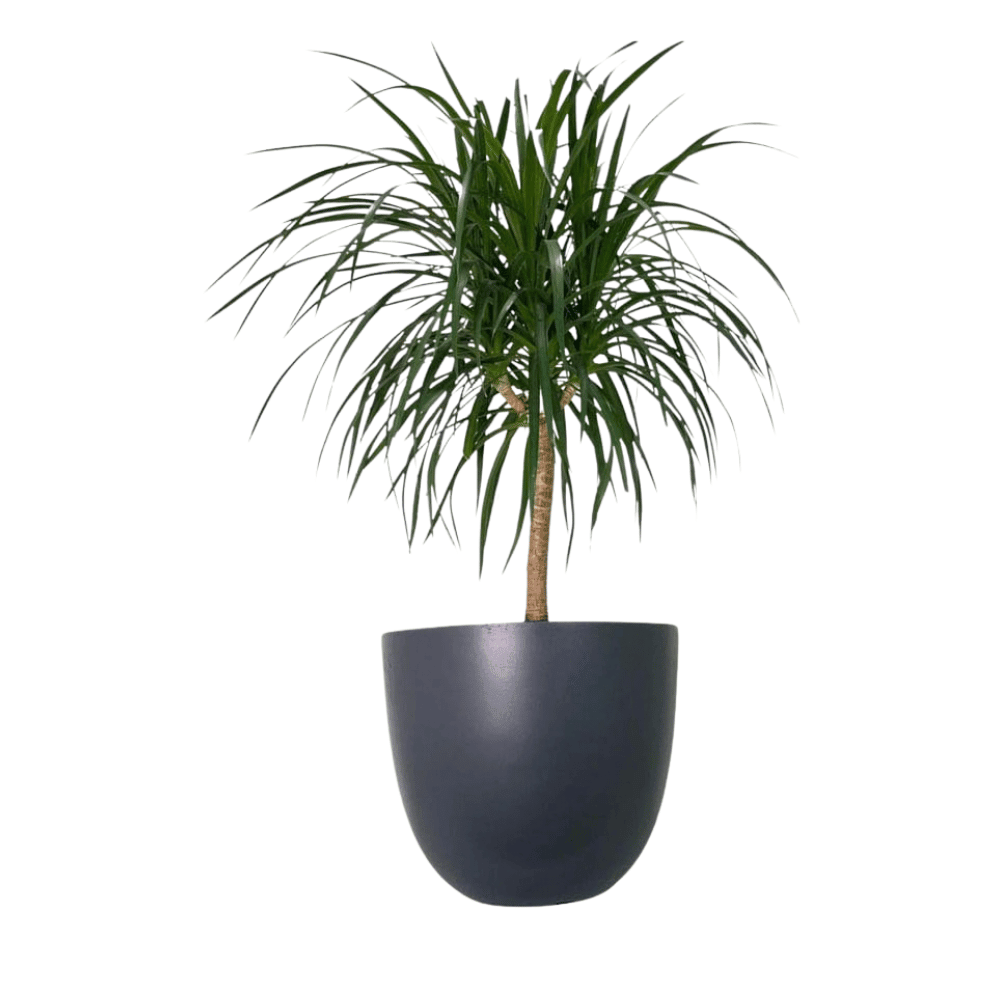 Dark Gray Fiber Planter - Theleafylab