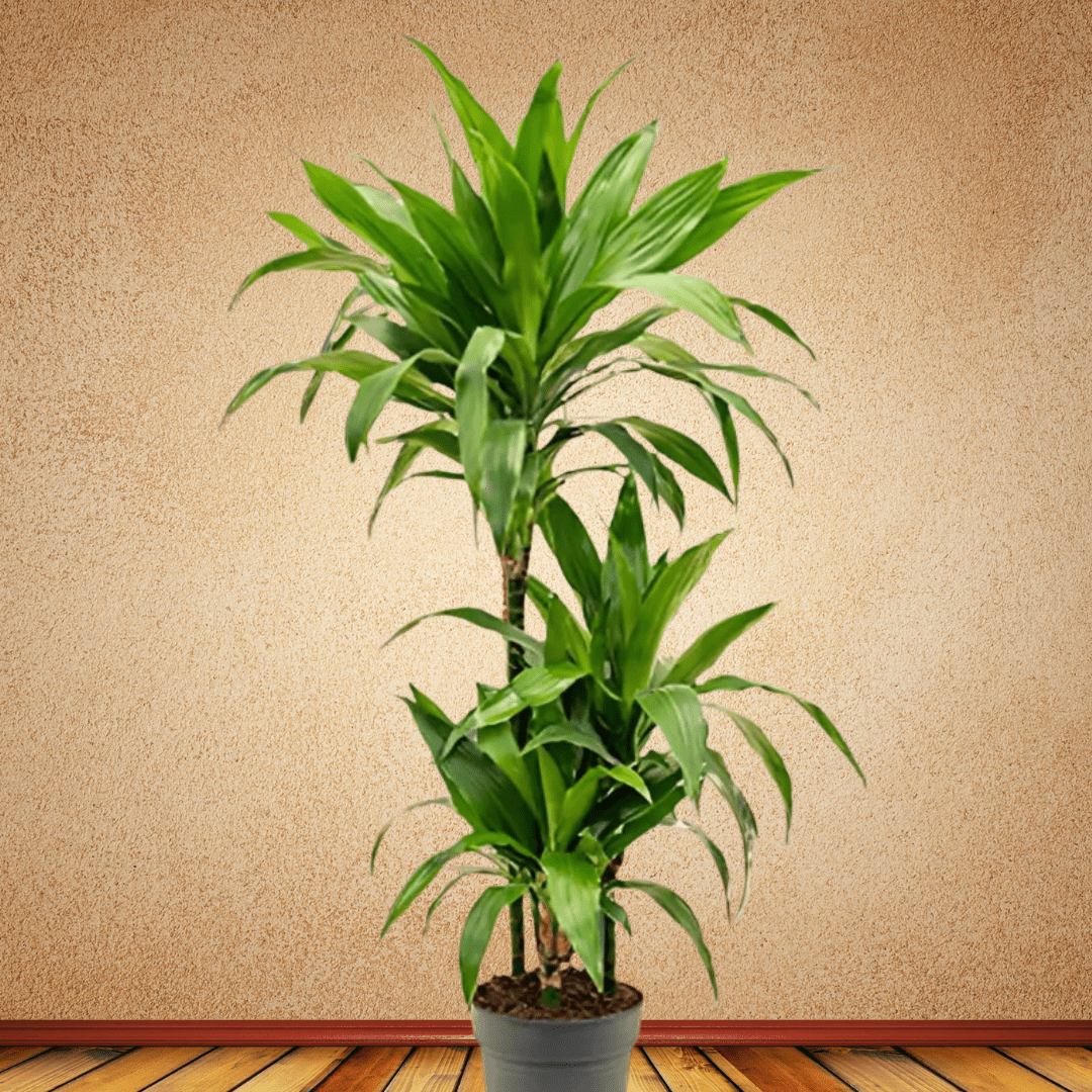 Dracaena, 1.2 - 1.3 m - Theleafylab
