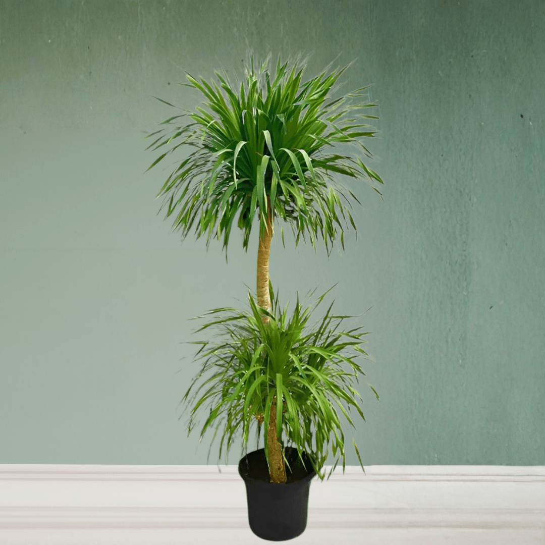 Dracaena, 1.8 - 2m - Theleafylab
