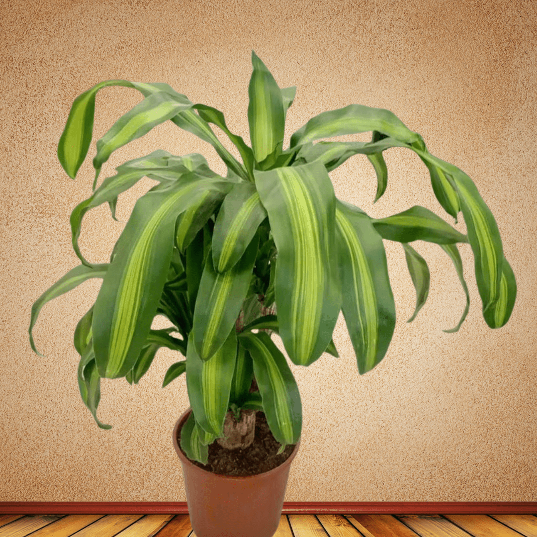 Dracaena, 70 - 80 cm - Theleafylab