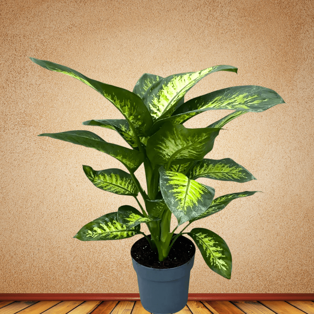Dumb cane, 70 - 80 cm - Theleafylab