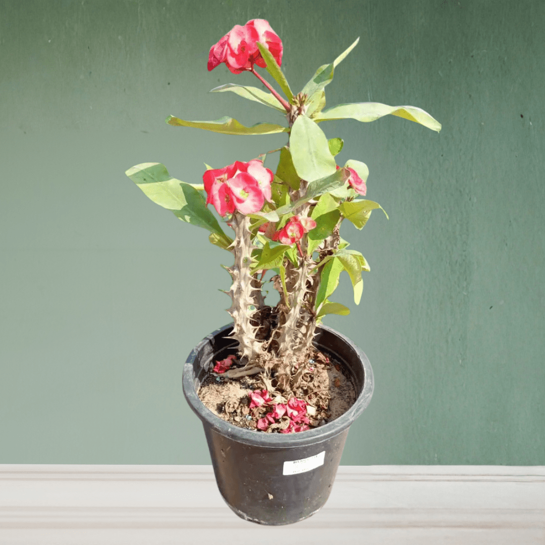 Euphorbia, 40 - 50 cm - Theleafylab