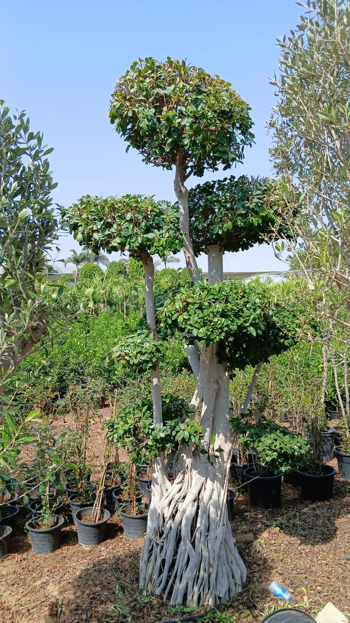 Ficus Bonsai, 2 - 2.5m - Theleafylab