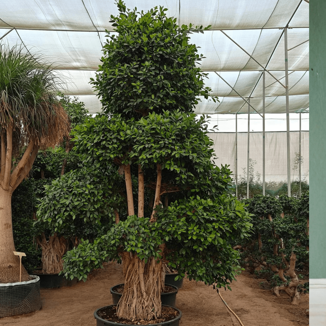 Ficus Bonsai, 4 - 4.5m - Theleafylab