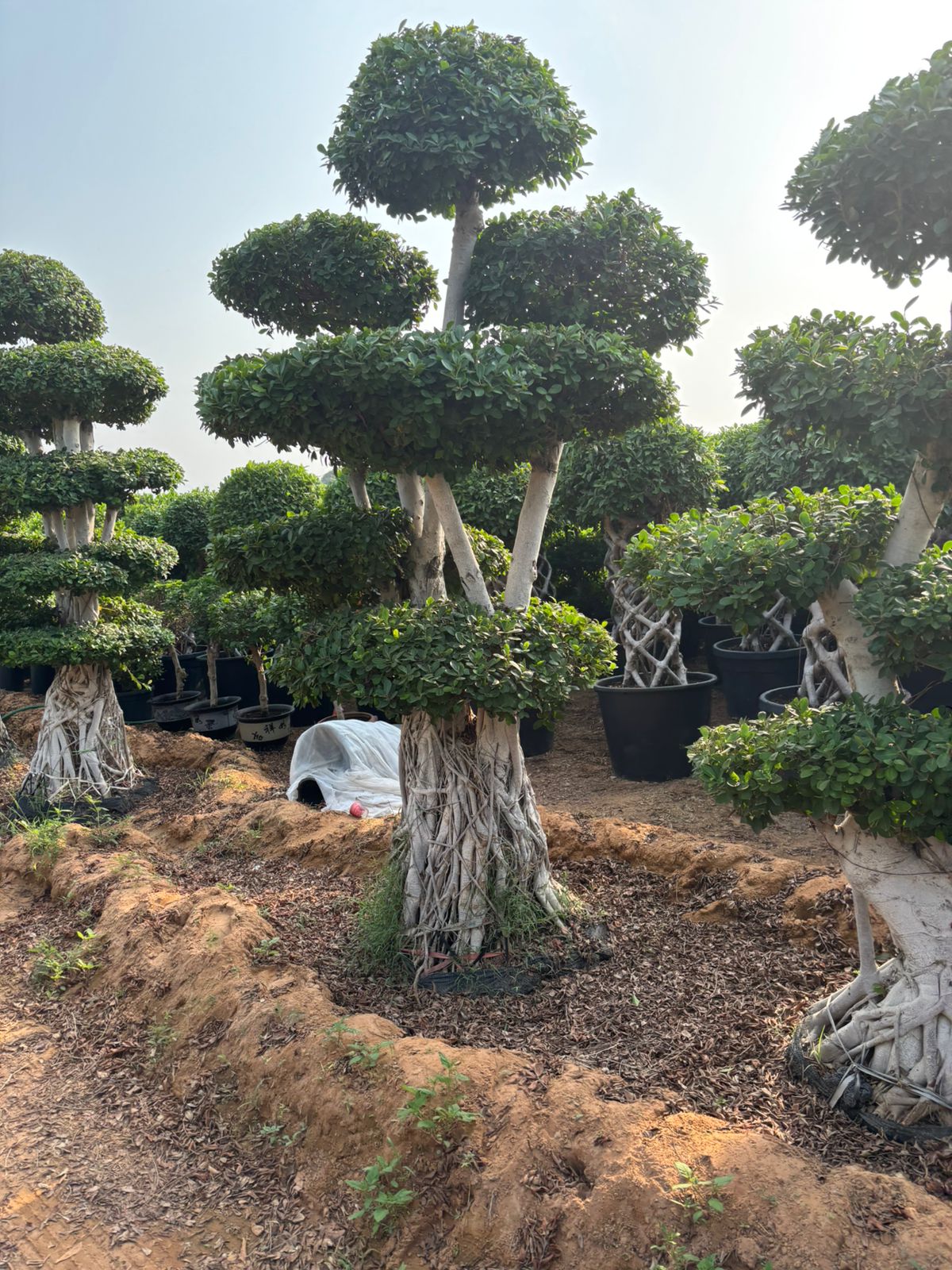 Ficus Bonsai, 4 - 4.5m - Theleafylab