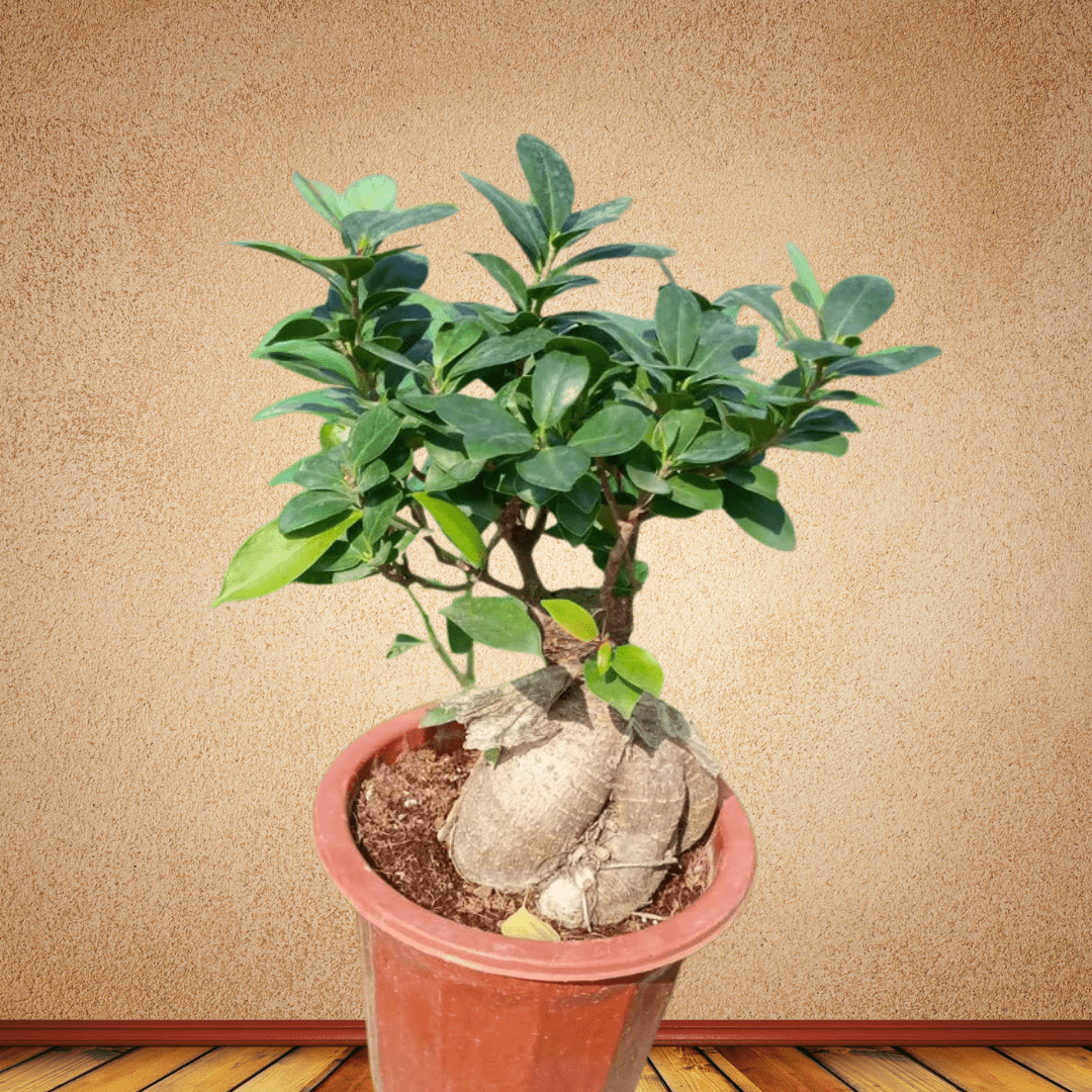 Ficus microcarpa, 30 - 35 cm - Theleafylab