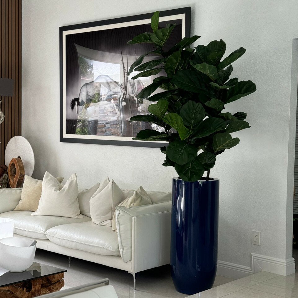 Fiddle Leaf Tree with Glossy Blue Planter - Theleafylab