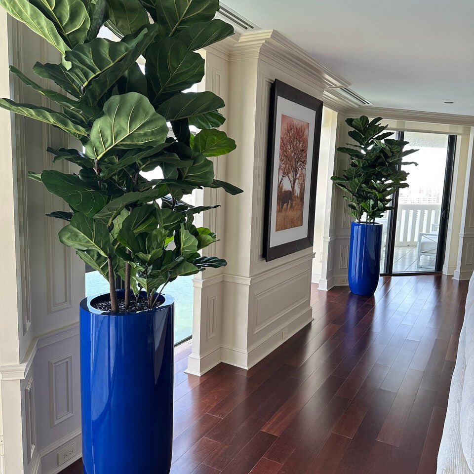 Fiddle Leaf Tree with Glossy Blue Planter - Theleafylab