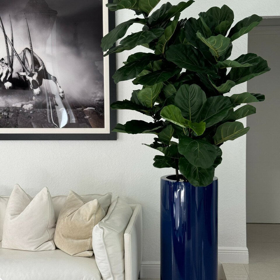 Fiddle Leaf Tree with Glossy Blue Planter - Theleafylab