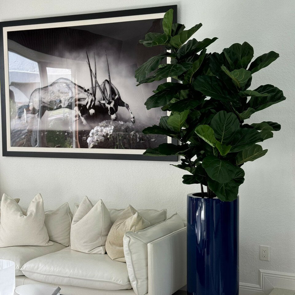 Fiddle Leaf Tree with Glossy Blue Planter - Theleafylab