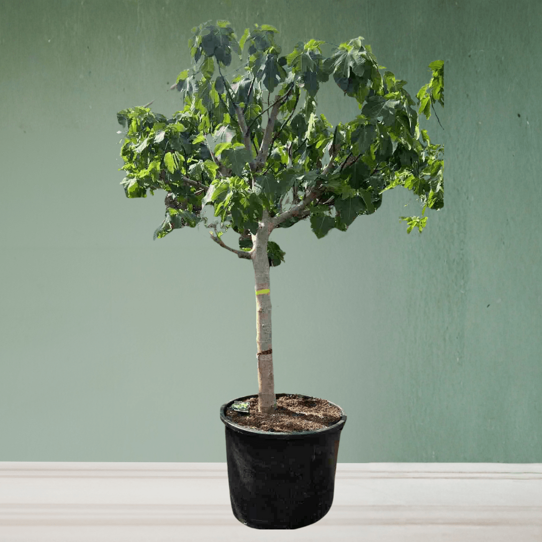 Figg Tree, 1.5 - 2 m, Spain - Theleafylab