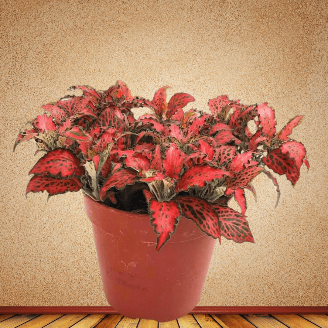 Fittonia, 10 - 15 cm - Theleafylab