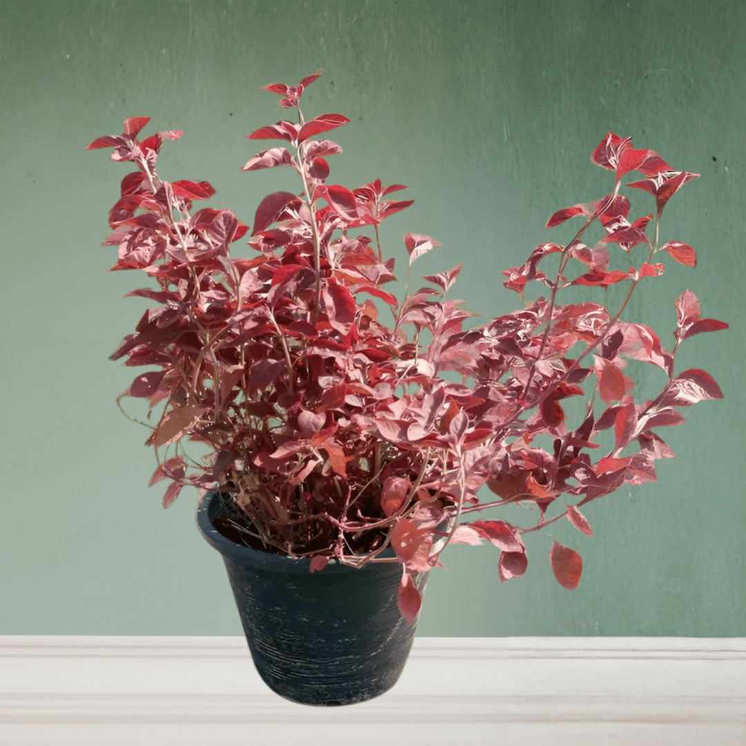 Ground Cover Plant, 20 - 25 cm - Theleafylab