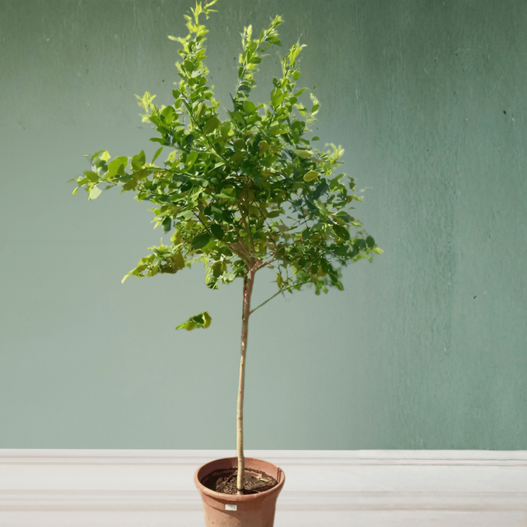Lemon Tree, 1.2 - 1.5 m - Theleafylab