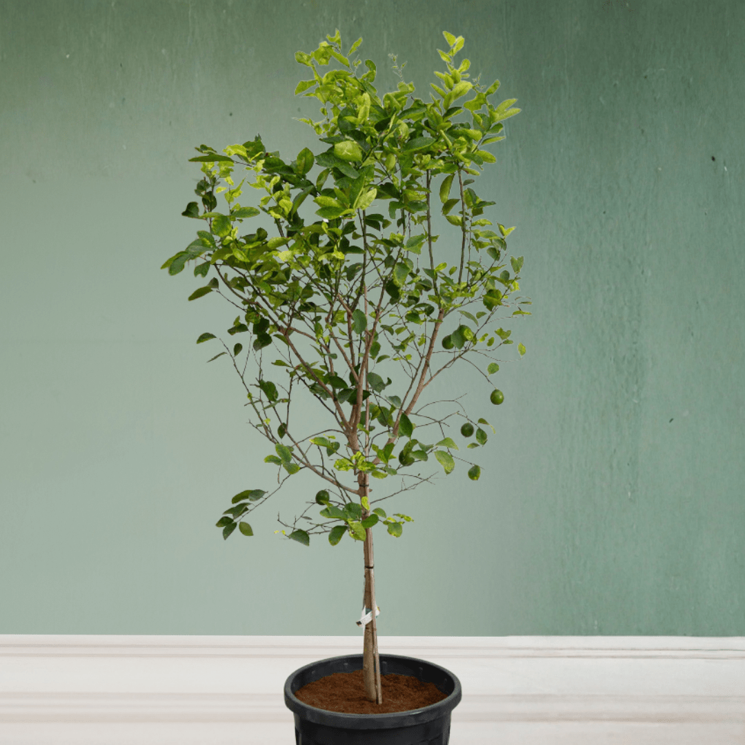 Lemon Tree, 1.2 - 1.5 m - Theleafylab