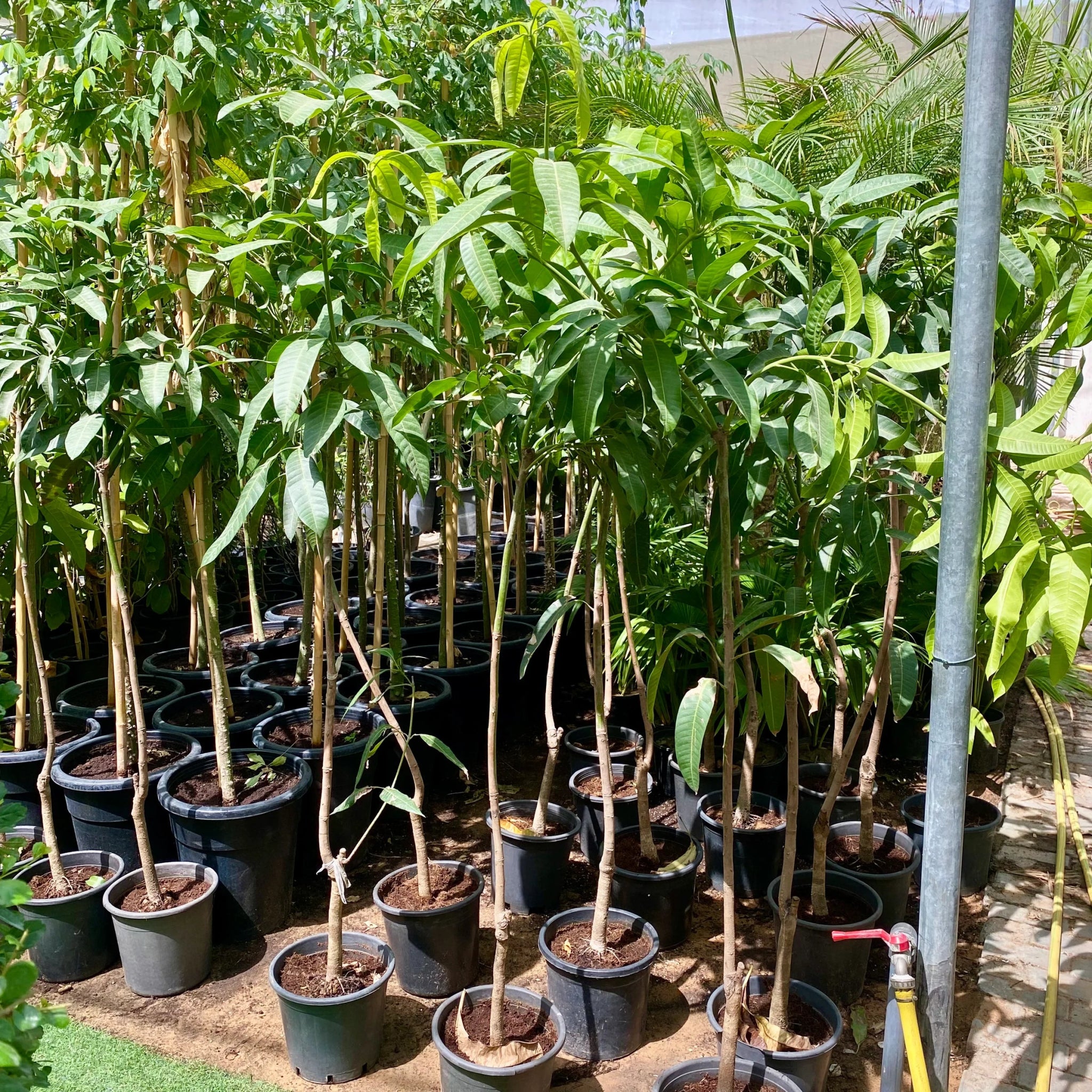 Mango Tree, Sindri, 1.2 - 1.4 m - Theleafylab