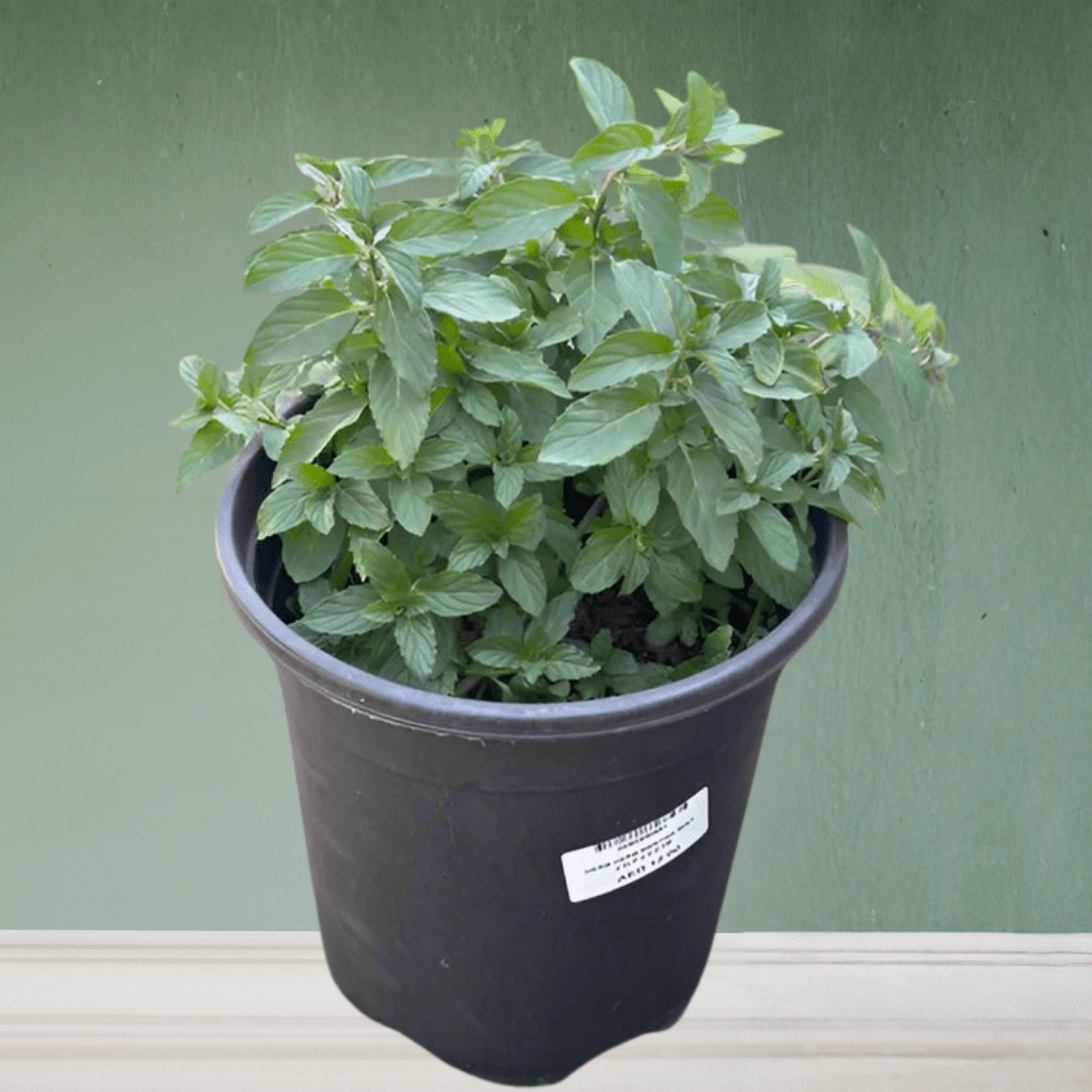 Mint, 20 - 30 cm - Theleafylab