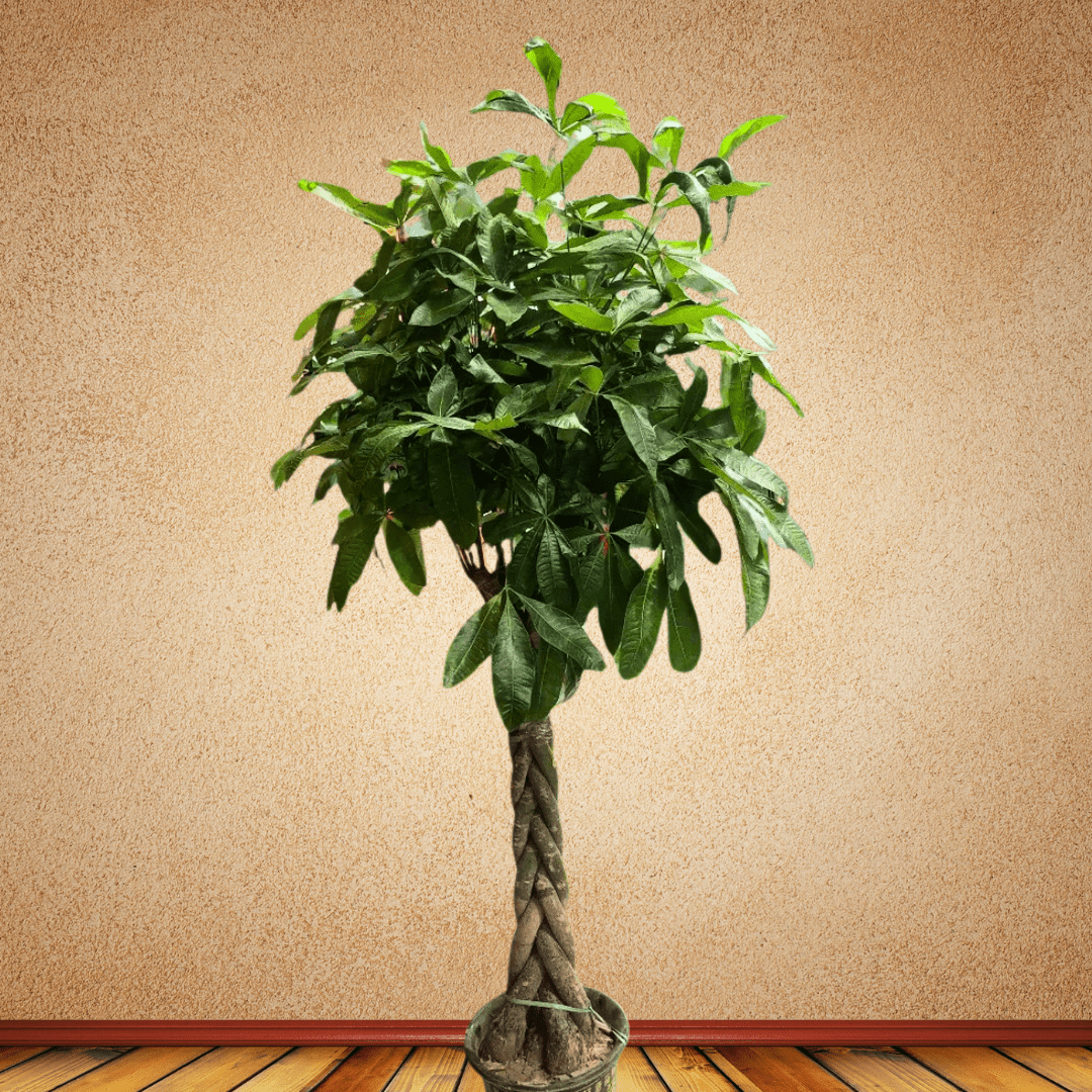 Money Tree, 1.3 - 1.5 m - Theleafylab