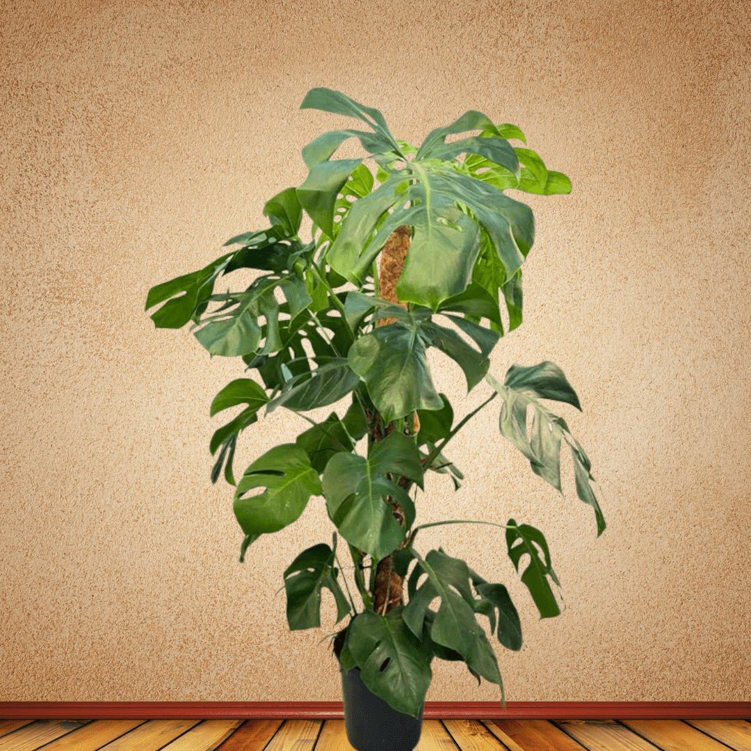 Monstera, 1.2 - 1.4 m - Theleafylab