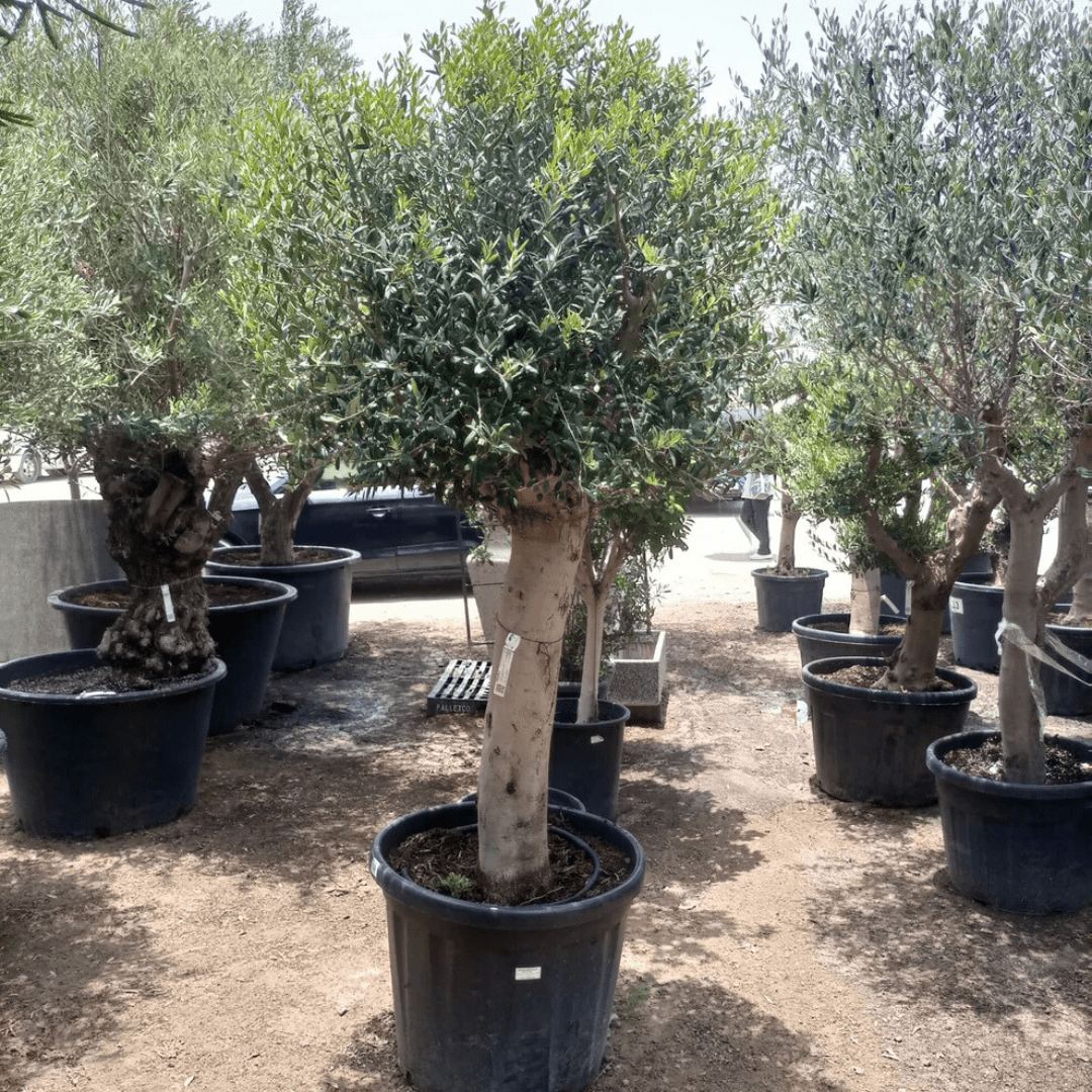 Olive Tree, 1.5 - 2 meter, Girth 30 - 35 cm - Theleafylab