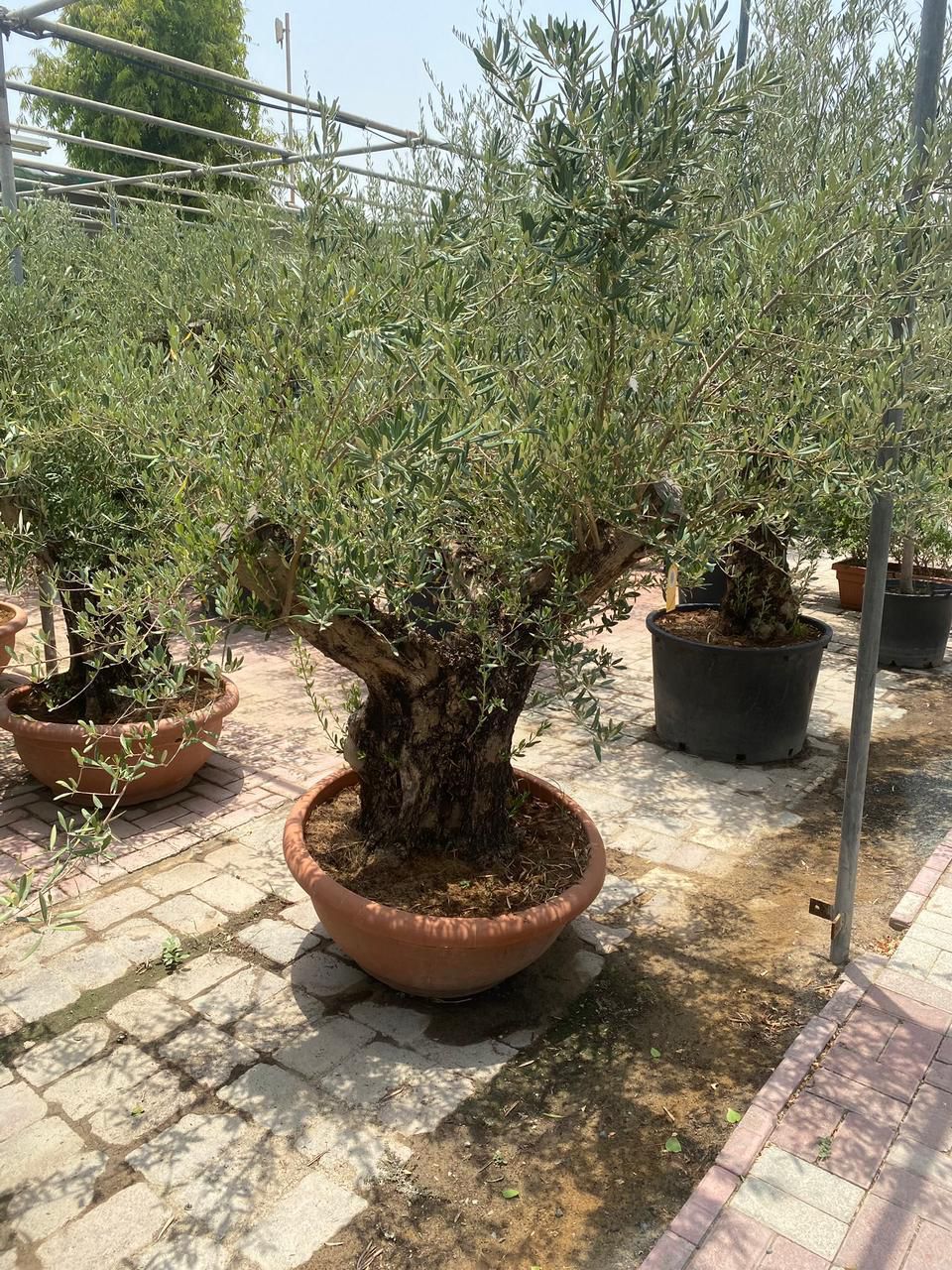 Olive Tree, 1.5 - 2m - Theleafylab