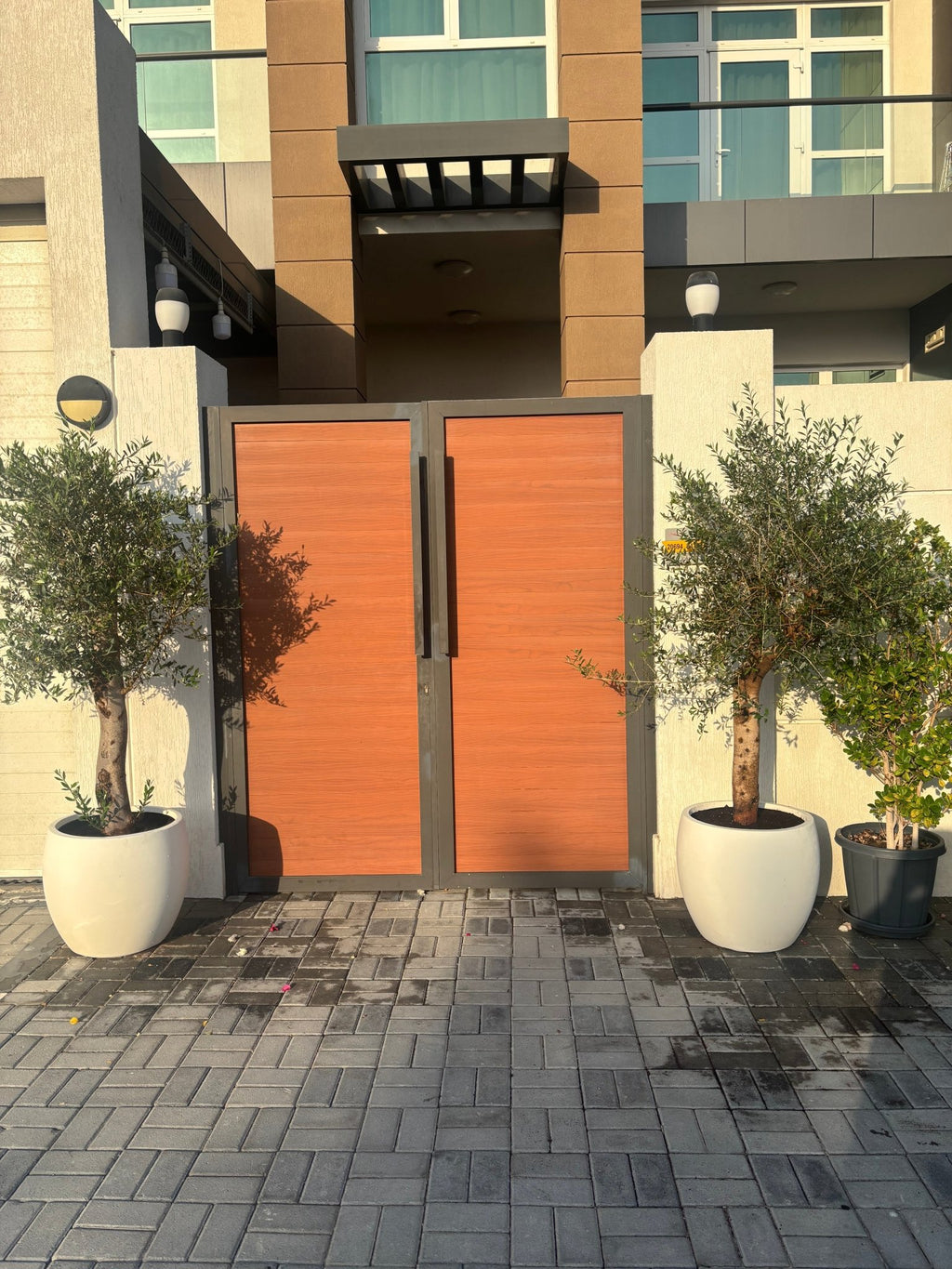 Olive Tree, 1.5 meters, Spain With White Pot - Theleafylab