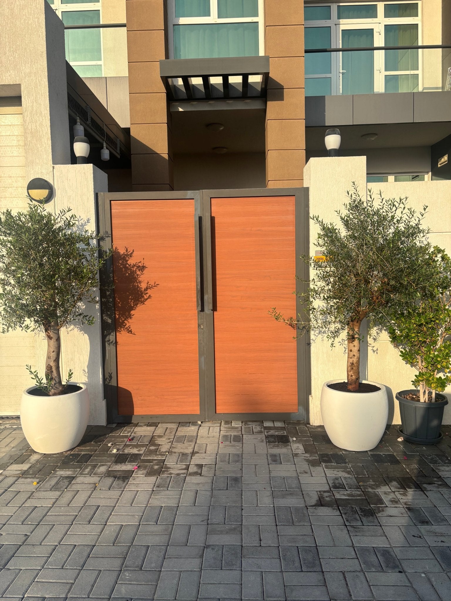 Olive Tree, 1.5 meters, Spain With White Pot - Theleafylab