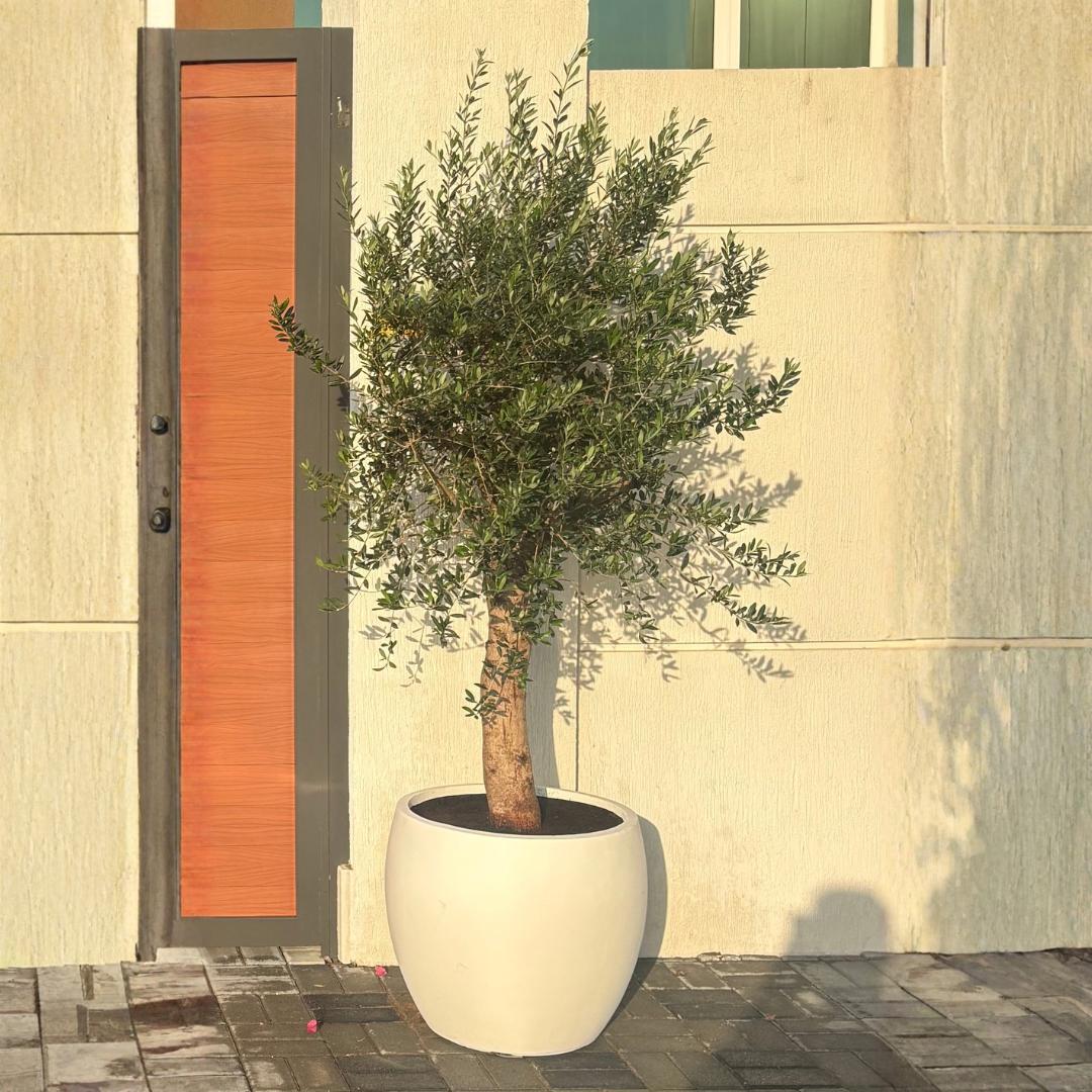 Olive Tree