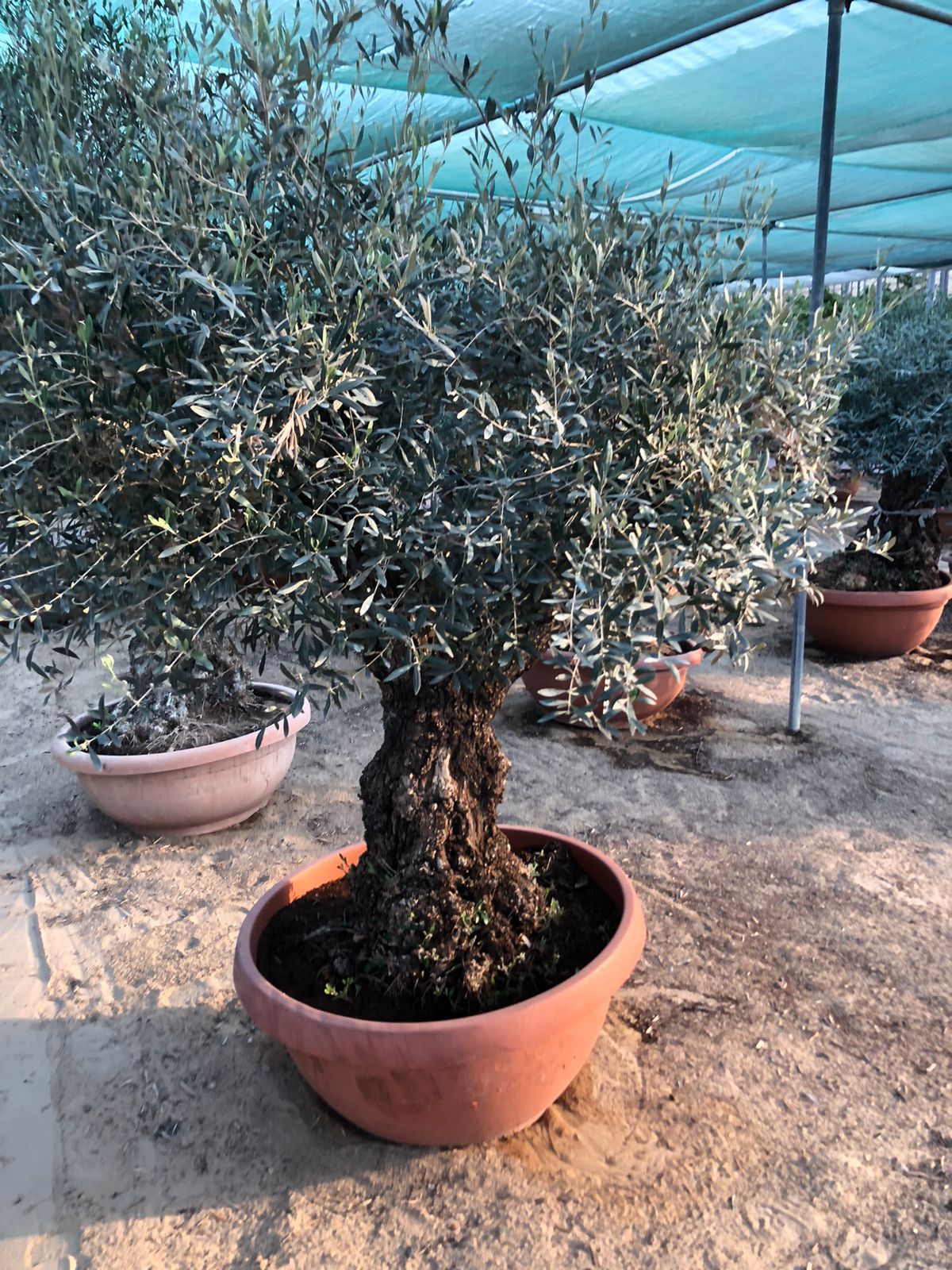 Olive Tree, 2 - 2.5 meter, Girth 60 - 70 cm - Theleafylab