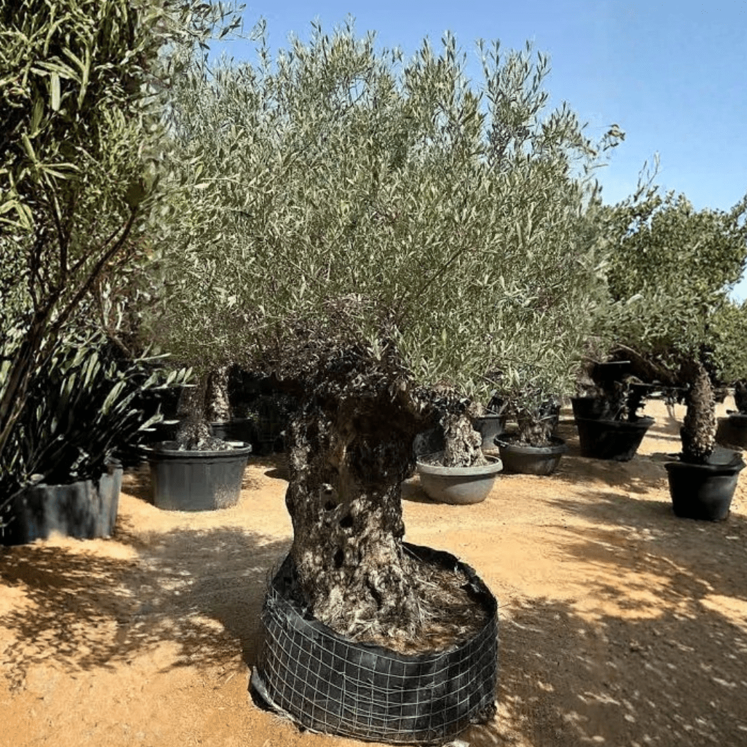Olive Tree, 2 - 3.5 meter, Girth 90 - 100 cm - Theleafylab