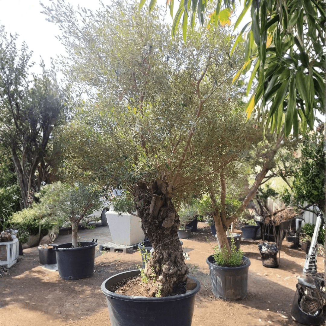 Olive Tree, 2 - 3.5 meter, Girth 90 - 100 cm - Theleafylab