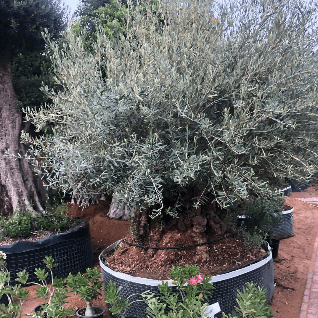 Olive Tree, 3 - 4 meter, Girth 160 - 210 cm - Theleafylab