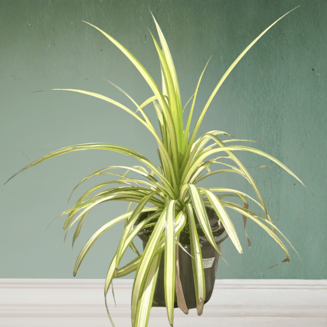 Pandanus - Theleafylab