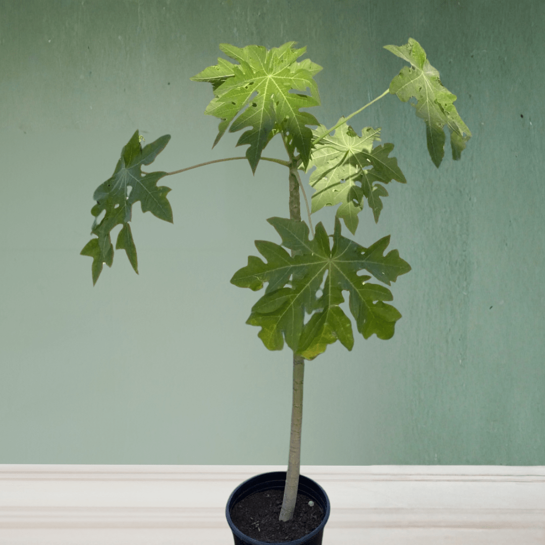 Papaya, 1.5 - 1.8m - Theleafylab