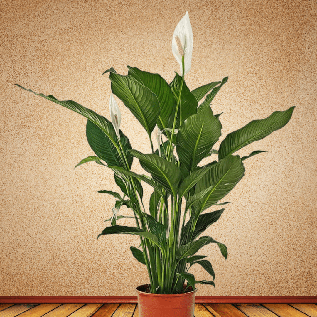 Peace Lilly, 80 - 100 cm - Theleafylab