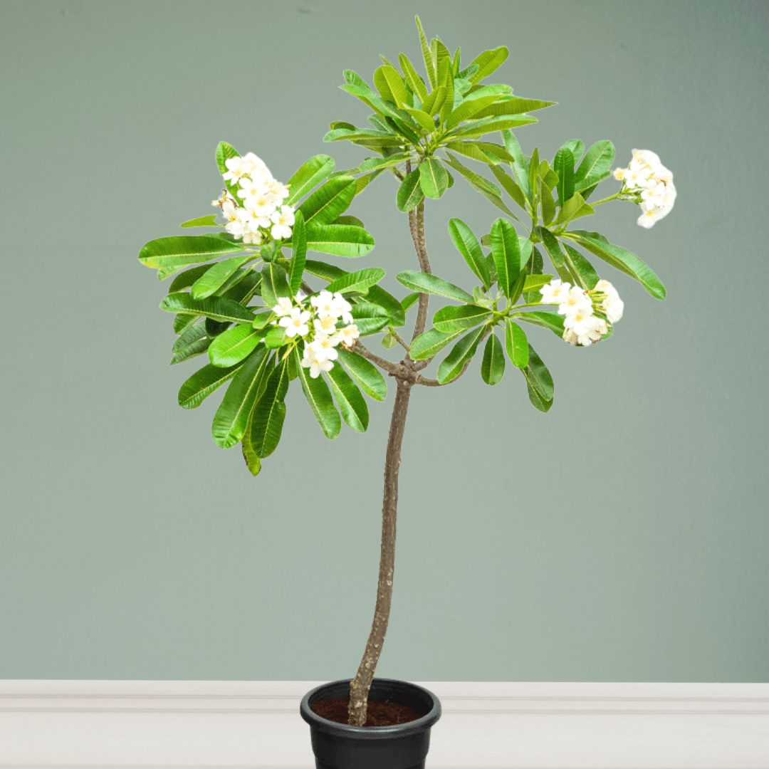 Plumeria or Frangipani Tree, 1.5 - 1.8 m - Theleafylab