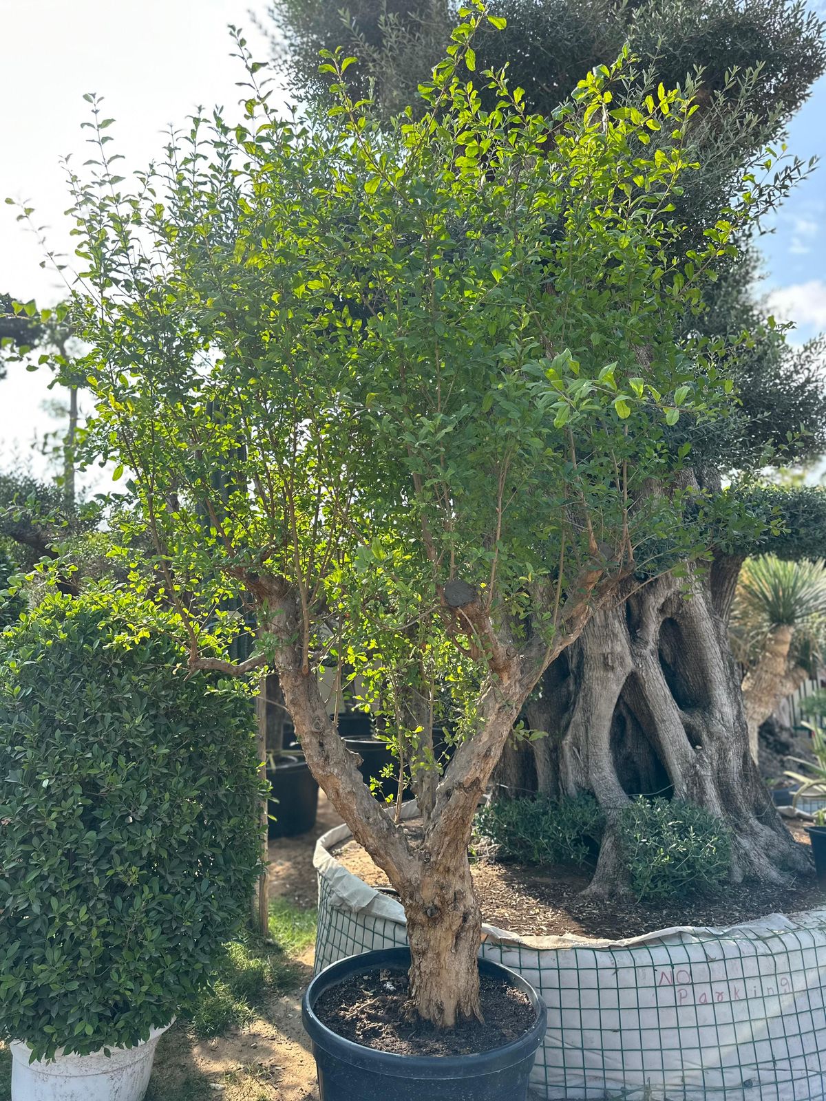 Pomegrenate, 1.5 to 2m - Theleafylab