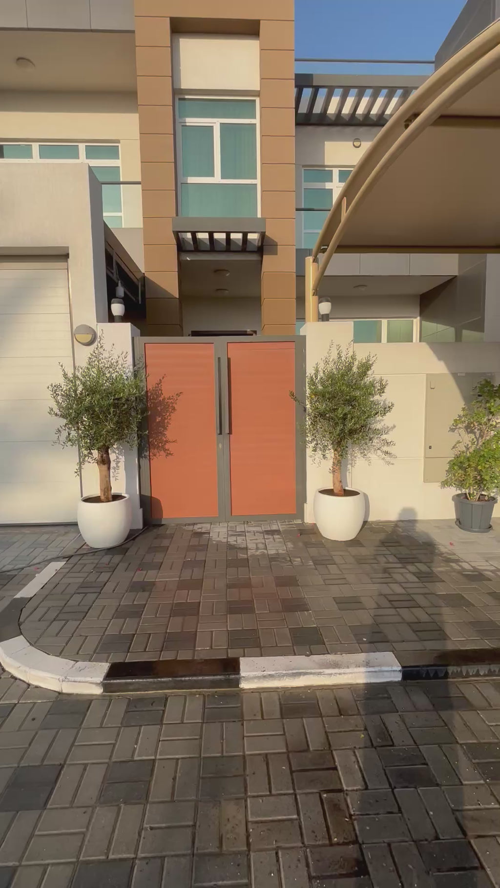 Olive Tree, 1.5 meters, Spain With White Pot