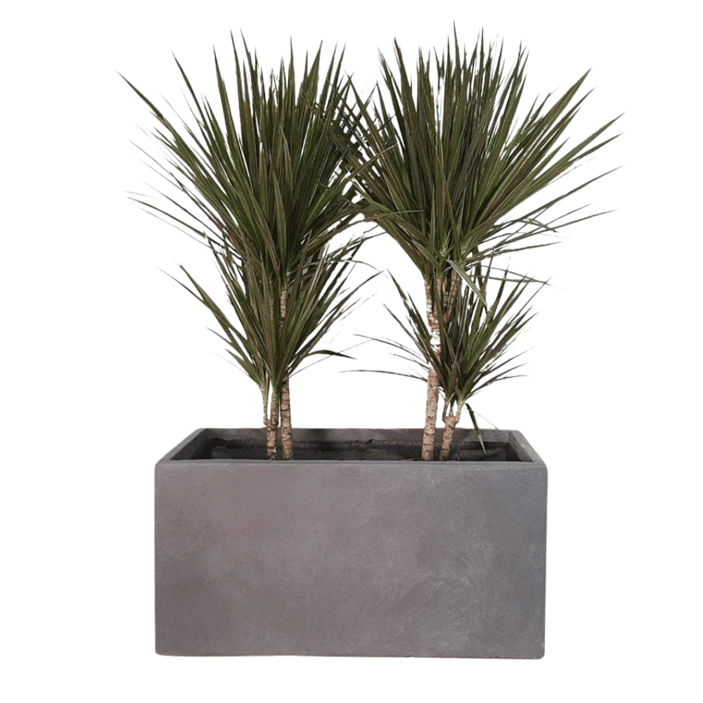 Rectangular – Grey Pot (Fiber Clay) | 3 Sizes - Theleafylab