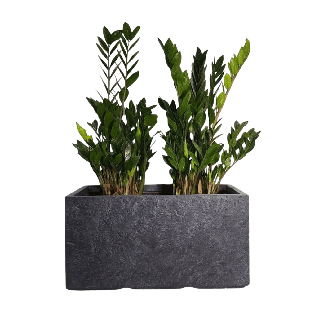 Rectangular Tropic – Graphite Pot (Fiber Clay) | 3 Sizes - Theleafylab